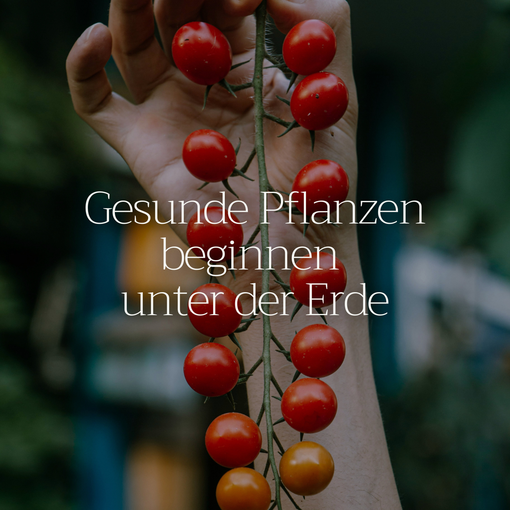 Basaltkraft Vorratsgröße 1800g | Supplement für Garten & Beete