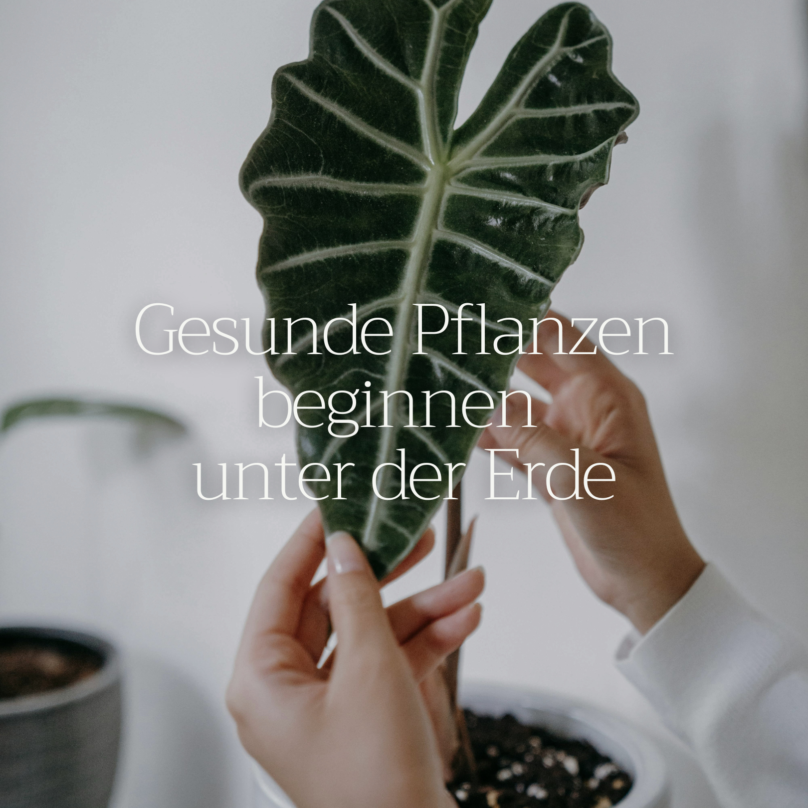 Basaltkraft Alltagsgröße 600g | Supplement für Zimmerpflanzen