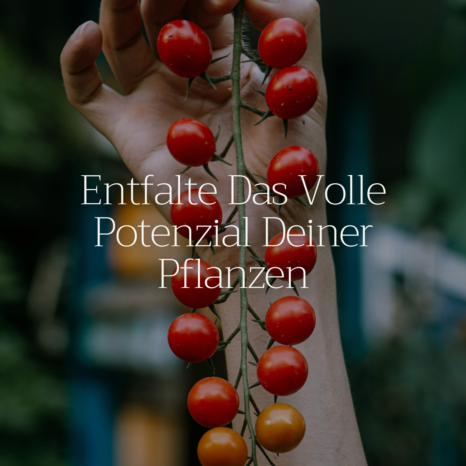 Basaltkraft Garten | Pflanzen-Supplement 1800g | Essenzielle Minerale & Nährstoffe für den Garten
